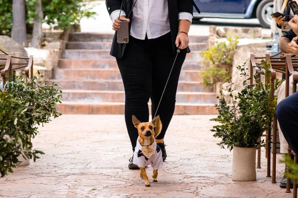 Cuidador de perros para bodas: Un perro en la boda de sus dueños