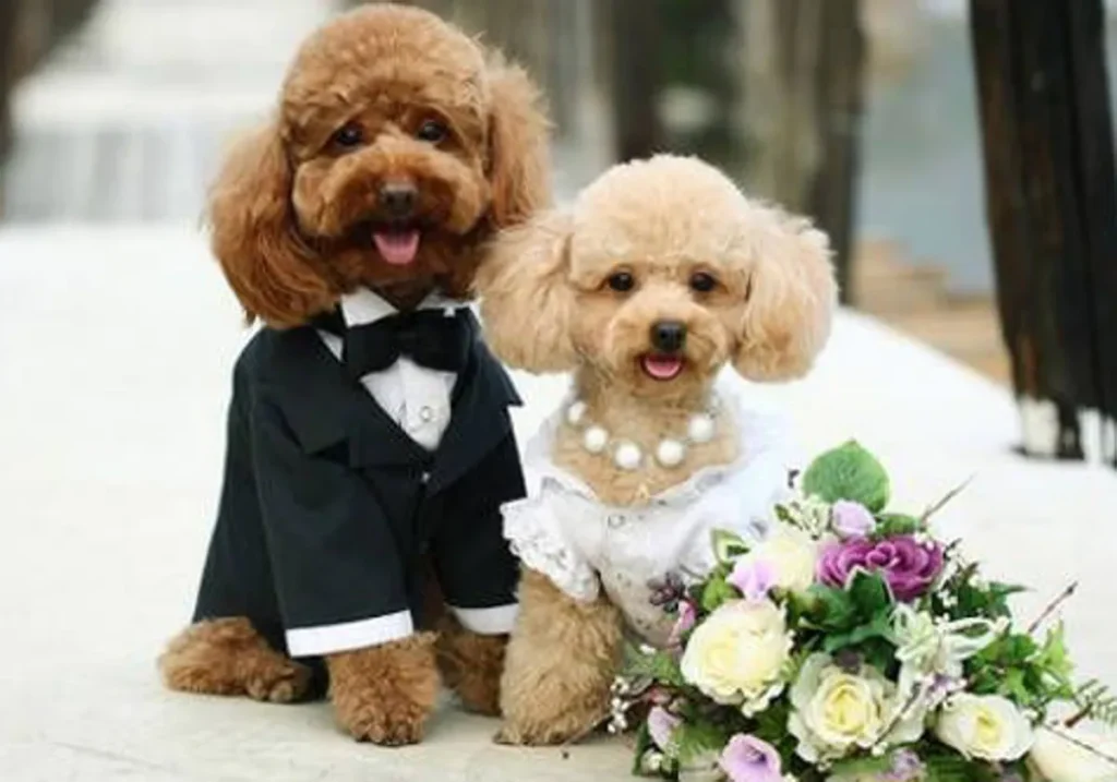 Cuidador de perros para bodas cuidando a un perro durante la ceremonia