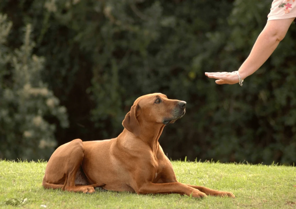 Entrenador canino en Barcelona enseñando al perro a seguir el comando sentado durante una sesión de entrenamiento básico