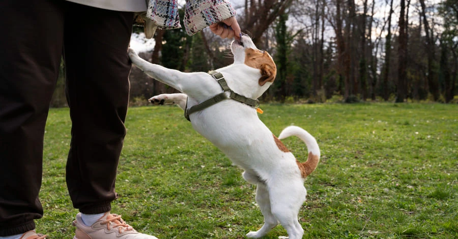 Entrenamiento canino en Barcelona usando refuerzo positivo con golosinas para premiar al perro por seguir la orden correctamente