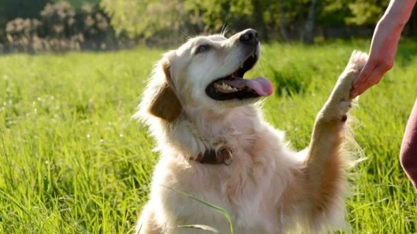 Foto de un cuidador de mascotas jugando con un perro o acariciando un gato.