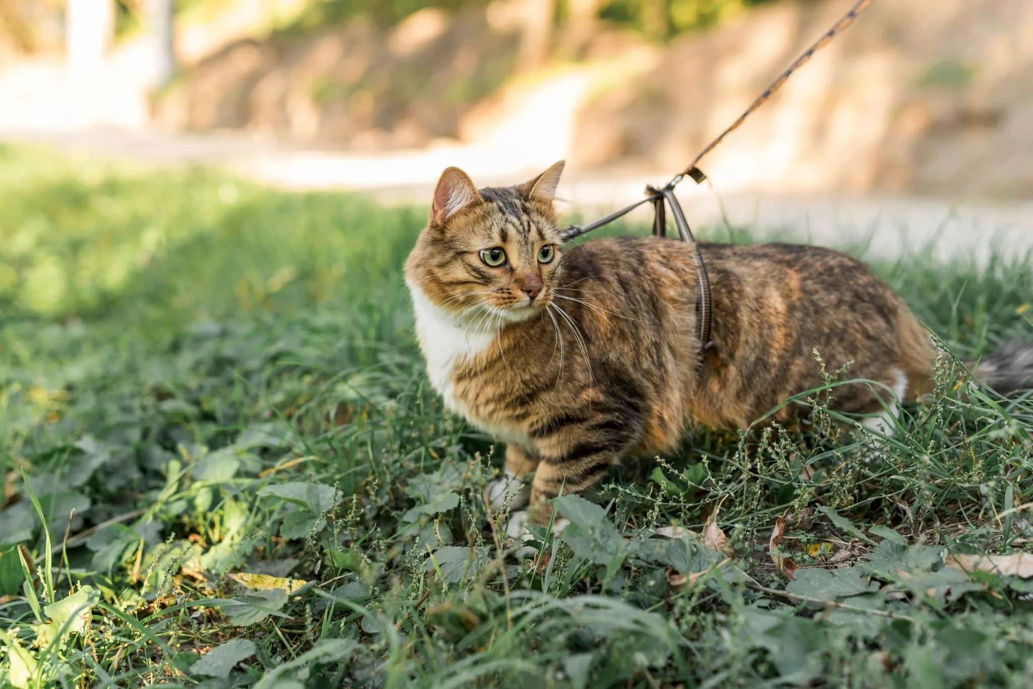 Cuidador asegurando un paseo seguro para gatos, supervisando su bienestar en todo momento.