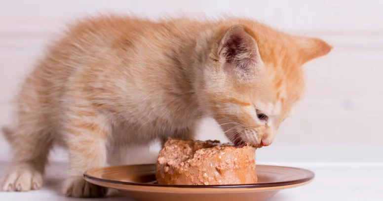 Atención especializada para gatos bebés, alimentando con fórmula adecuada para su desarrollo.