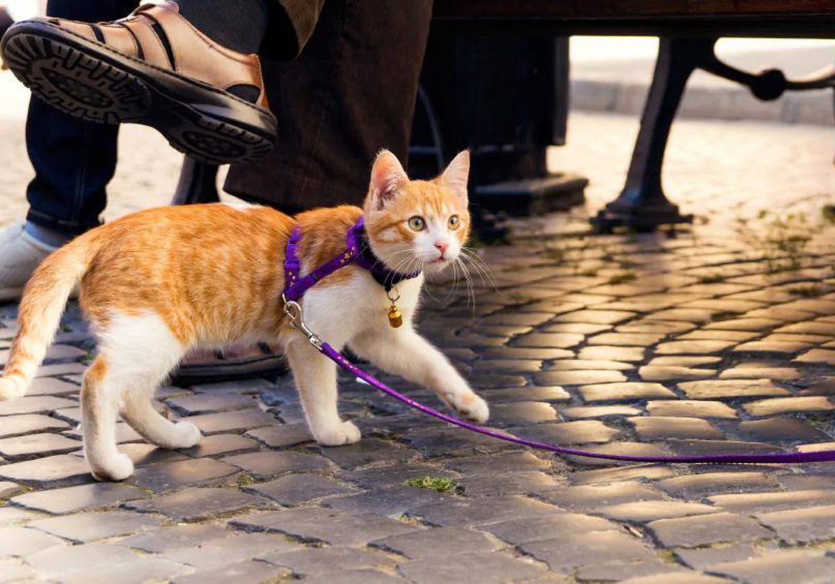 Paseos seguros para gatos con correa, garantizando seguridad y comodidad durante el paseo.