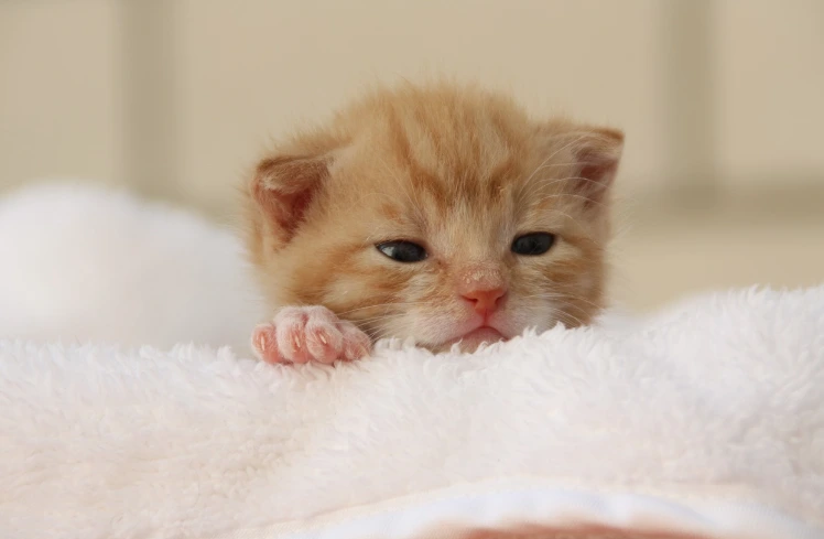 Cuidado para gatos bebés, creando un entorno cálido y seguro para su descanso.