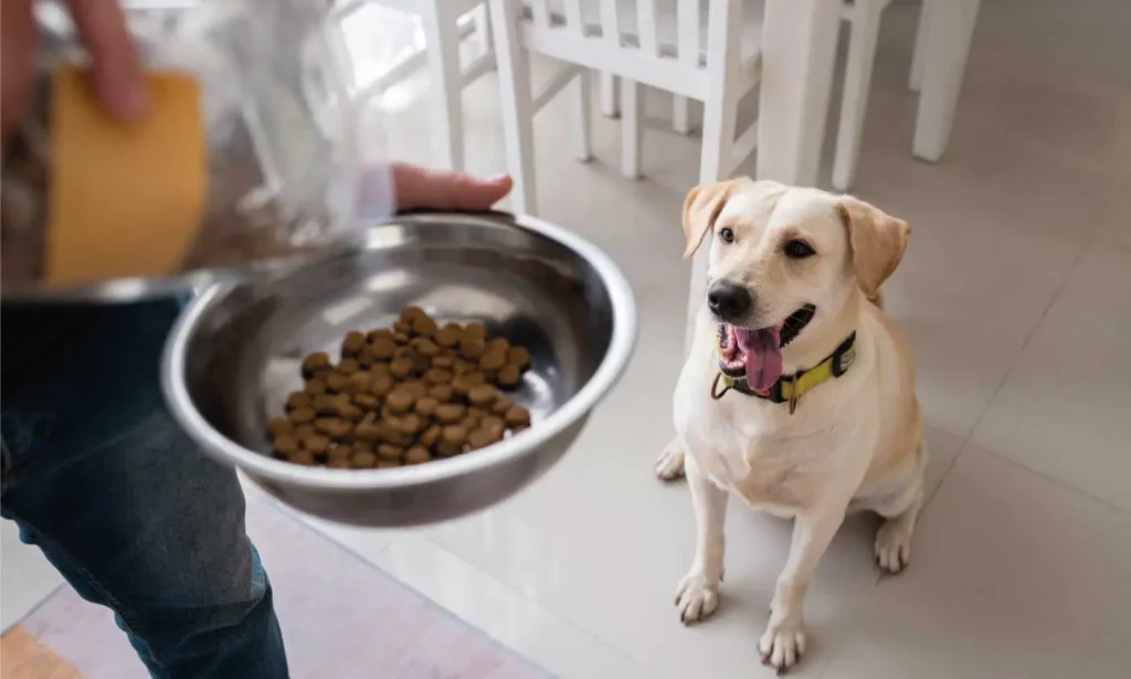 Cuidador de perros en Barcelona adaptando su visita a domicilio según los horarios del propietario, brindando flexibilidad y comodidad.