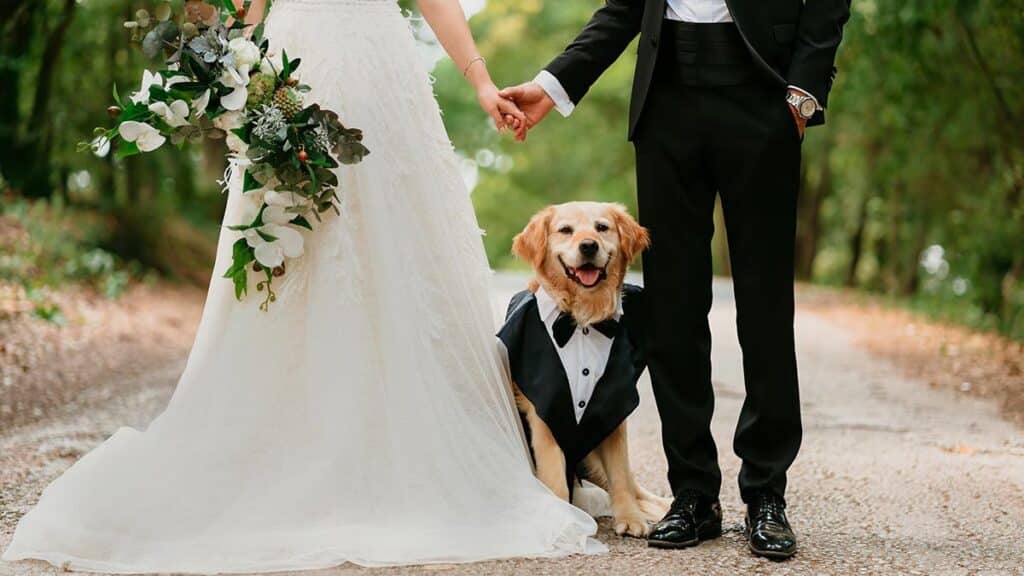 Fotografía de boda con perros, momentos especiales con tu mascota