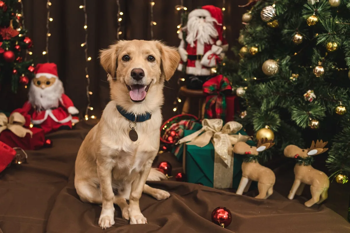 Cuidado personalizado para mascotas en Navidad en Barcelona - DimAnimales