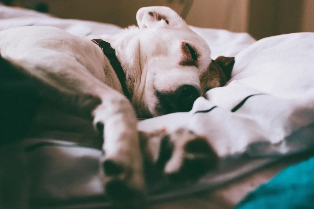 Cuidado nocturno para perros, asegurando descanso y seguridad