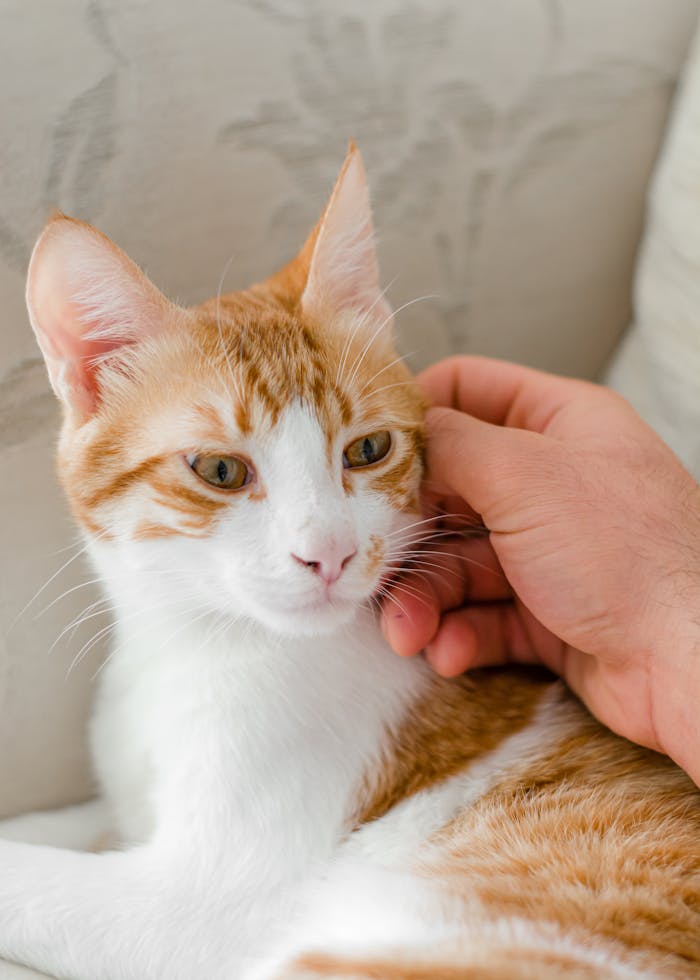 A hand gently stroking an orange and white tabby cat relaxing on a couch.