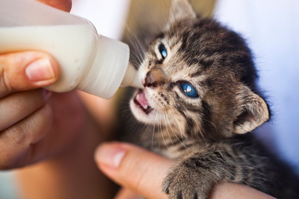 Cuidado personalizado para gatos bebés en ambiente tranquilo