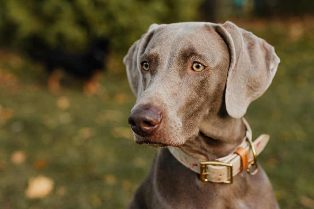 Paseo personalizado para perros con atención de calidad