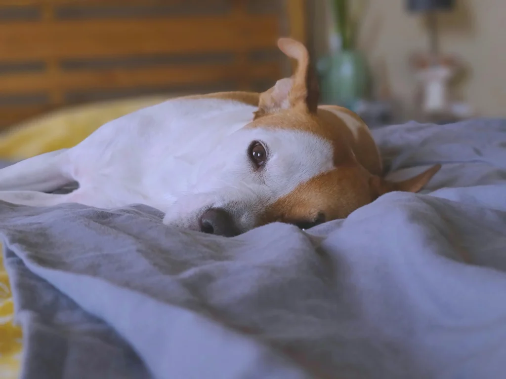 Cuidado a domicilio para perro en cama, recibiendo atención y comodidad en su hogar.