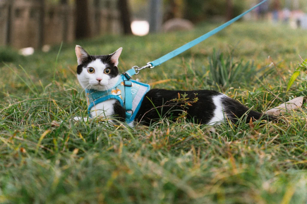 Paseo seguro y controlado para gatos con atención personalizada