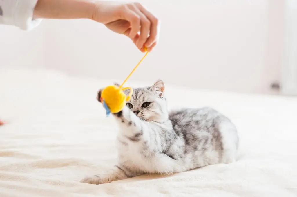 Supervisión constante en el cuidado de gatos bebés, garantizando su bienestar y seguridad.