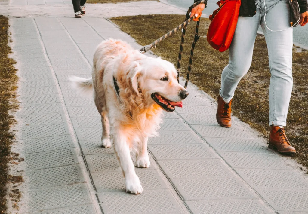 Cuidador de perros con paseo personalizado en Barcelona.