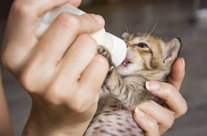 Rescate de gatitos abandonados