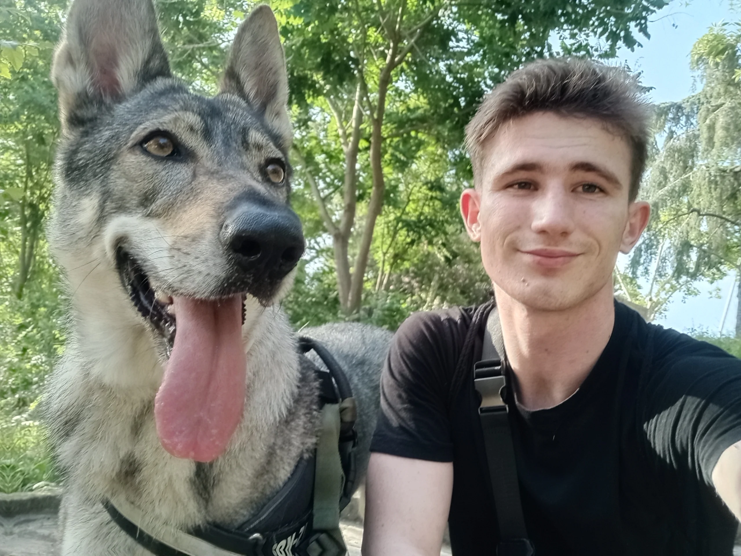 Contact | DimAnimales Paseo perro lobo checoslovaco Barcelona