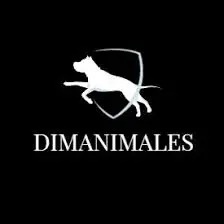 Dima es un experto cuidador de perros Barcelona fundador de DimAnimales